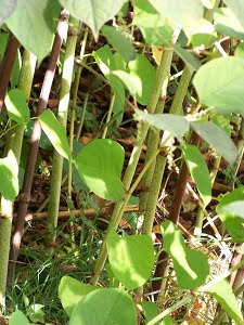 Japanese knotweed-Fallopia japonica Japanese knotweed-Fallopia japonica